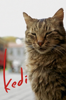 Poster for Kedi (2016)