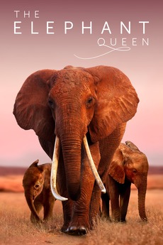 Poster for The Elephant Queen (2018)